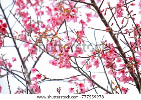 Abstract blur pink cherry blossom