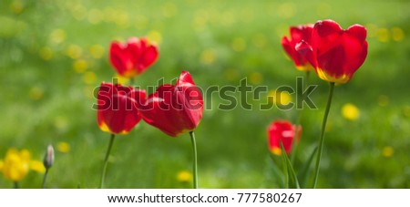 Colorful Nature Background of Red Tulips Flowers. Tulips Growing in the Garden of Spring Sunny Day. Floral Wallpaper. Wide Landscape Horizontal Image