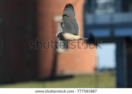  short-eared owl (Asio flammeus) Cuxhaven Germany