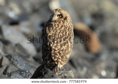 short-eared owl (Asio flammeus) Cuxhaven Germany