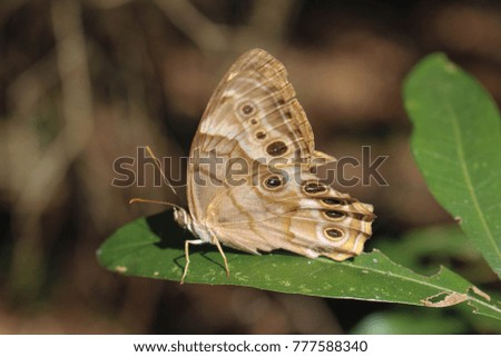 Brown butterfly on leaf