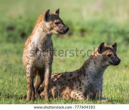 Hyenas in the savannah. Africa. Tanzania. Serengeti National Park.