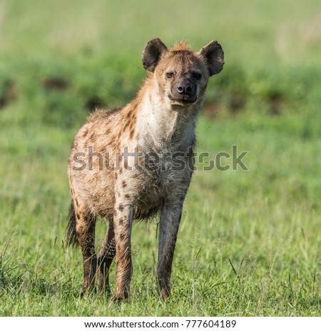 Hyena in the savannah. Africa. Tanzania. Serengeti National Park.