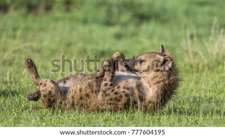 Hyena is lying in the grass in the Serengeti National Park. Africa. Tanzania. Serengeti National Park.