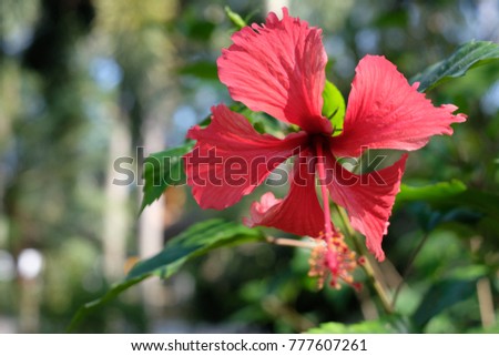 Beautiful red Hibiscus flower in blooming. Chaba flower.