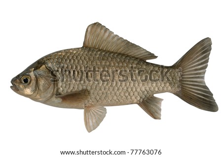 Silvery crucian isolated on a white background.