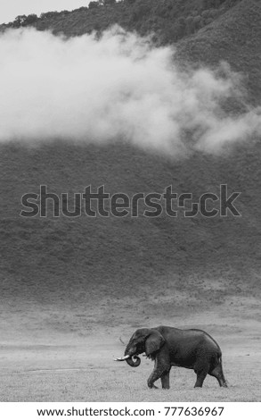 Elephant in the crater Ngorongoro against the background of fog. Africa. Tanzania. Ngorongoro National Park.