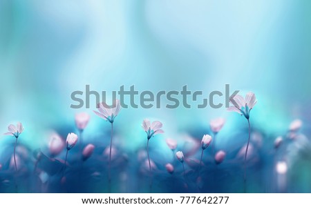 Spring forest white flowers primroses on a beautiful blue background macro. Blurred gentle sky-blue background. Floral nature background, free space for text. Romantic soft gentle artistic image Royalty-Free Stock Photo #777642277