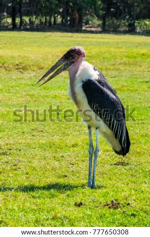 Marabou Stork On Grassy Field