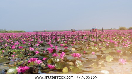 picture of beautiful lotus flower field at the red lotus sea,Udon Thani, Thailand