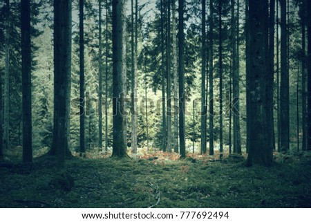 Mysterious dark green forest landscape. Royalty-Free Stock Photo #777692494