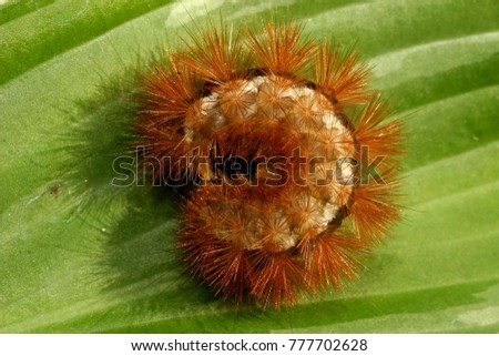 Phragmatobia fuliginosa, caterpillar