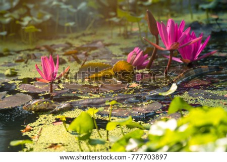Monitor Lizard swimming in a pond with pink lotus under the sunlight