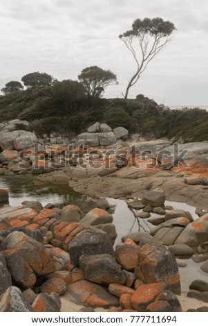 Portrait view of a section of Binalong Bay, Bay of Fires in Tasmania.  Rocks with orange lichen lead back to vegetation and a lone thin tree against a cloudy sky.
