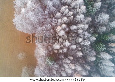 aerial drone view of Frosty Forest in Switzerland. frozen trees from above