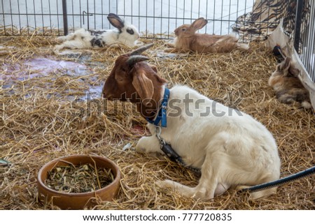 Goat and rabbits in cage for show