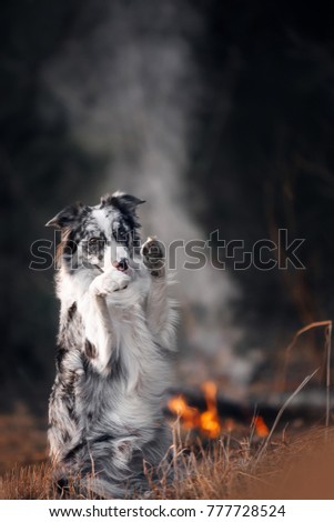 Border collie dog in smoke