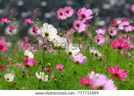 Colorful Cosmos field, pink and white blossom in winter season, beautiful lights and shadow with bokeh in the background