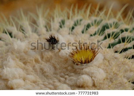 Beautiful Arid plant. Cactus