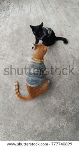 Yellow and black cats on the street