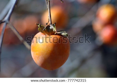Persimmon is ripe with tree in Saga prefecture, JAPAN.