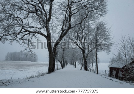 Beautiful nature and landscape photo of alley in Katrineholm Sweden Scandinavia. Nice outdoor image on cold snowy day. Lovely trees with frost in branches. Calm, peaceful picture at christmas time.