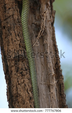 Freckle-breasted Woodpecker    Green snake    wood