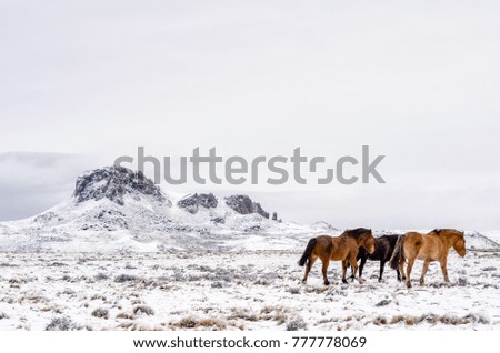 Horses walking away to the right on a snowy field on a cloudy day with mountains on the background