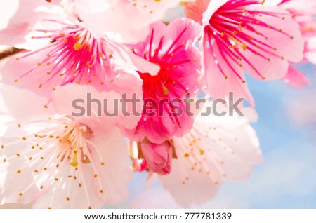 beautiful close up japanese flower