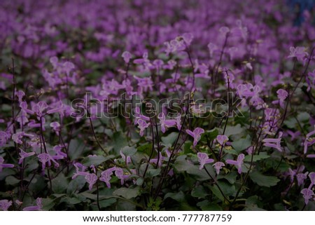 Many purple flowers blooming flower garden. Blur of purple flower fields .