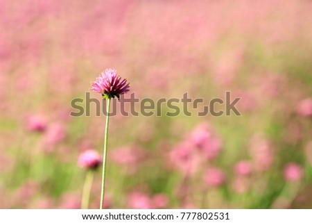 Pink Globe Amaranths on Natural background (Gomphrena Martiana)