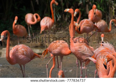 Pink Flamingo in Singapore. Flock of pink flamingos in Singapore Bird Park. Pink flamingos can also be seen at Singapore Zoo. 