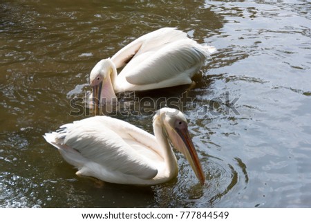 Pelicans are a genus of large water birds that makes up the family Pelecanidae. They are characterised by a long beak and a large throat pouch used for catching prey and draining water