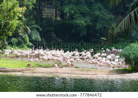 Flamingos or flamingoes are a type of wading bird in the family Phoenicopteridae, the only bird family in the order Phoenicopteriformes. There are four flamingo species in the Americas