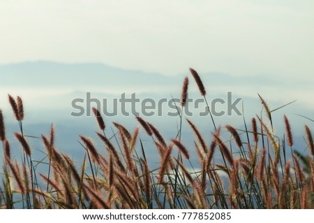 Flowering grasses, wind good weather, Background blur mountain view, mist and sky