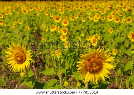 Big sunflower in the field.