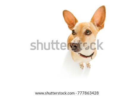 curious podenco dog looking up to owner  for a cookie treat , waiting or sitting patient to play or go for a walk , isolated on white background