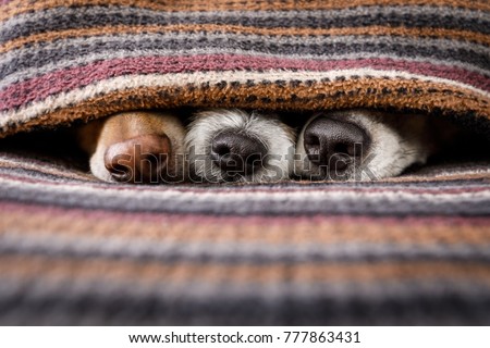 couple of dogs in love sleeping together under the blanket in bed , warm and cozy and cuddly Royalty-Free Stock Photo #777863431