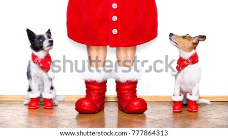 christmas  santa claus couple of  dogs isolated on white background with  red  boots for the holidays waiting and sitting