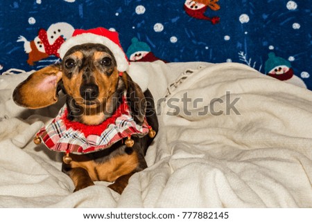 Christmas Dachshund Puppy
