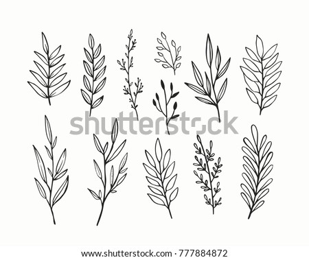 Vector branches and leaves. Hand drawn floral elements. Vintage botanical illustrations. 