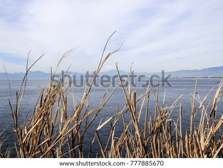 landscape with the Pacific Ocean, plants and Mount Fujiyama on background. Nature of Japan.