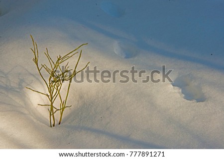Traces of animals on snow