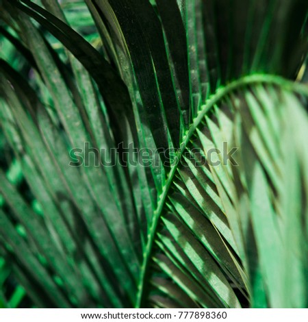 A green branch of a palm tree close up. Texture, background