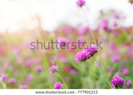 Purple flowers with beautiful colors in the garden.