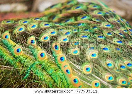 The Beauty of the Peacock 