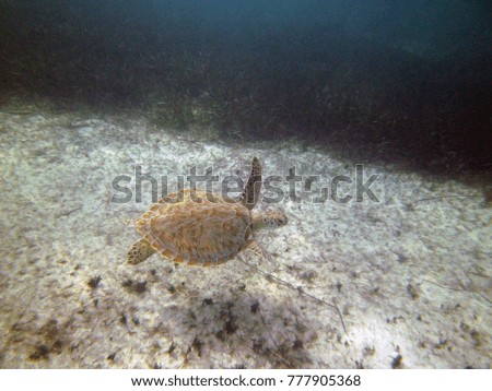 Turks & Caicos Green Sea Turtle Swimming 