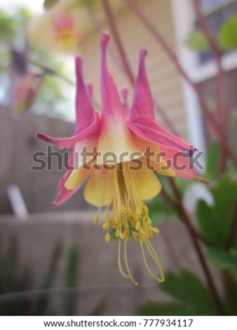 Known for being one of the first flowers to bloom in Spring, this nodding Eastern Columbine flower hangs beautifully, as if posing for a playful photo. The flowers are food for several Hummingbirds.