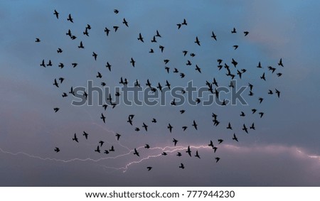 birds flying and abstract sky