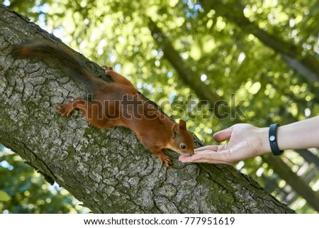Squirrel eating nuts from woman hand wild nature animal thematic